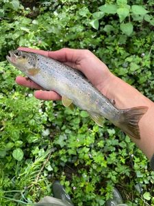 Brown Trout