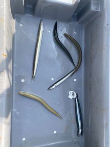 Northern Sand Lance