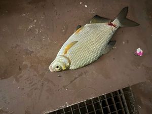 Common Bream