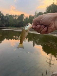 Largemouth Bass