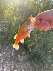 Largemouth Bass