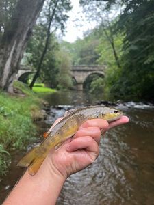 Brown Trout