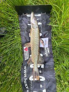 Northern Pike