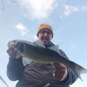 European Bass (Seabass)