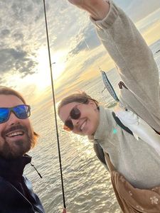 European Bass (Seabass)