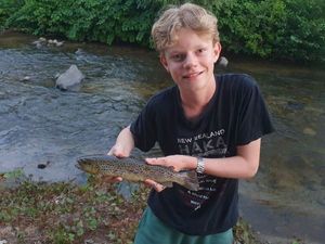 Brown Trout