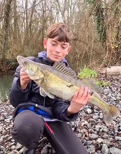 Zander