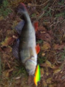 European Perch