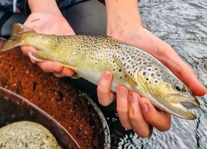 Brown Trout