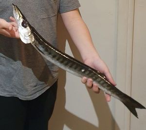 Great Barracuda