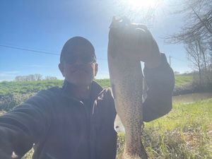 Rainbow Trout
