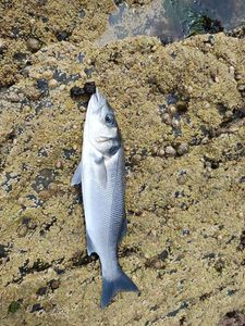 European Bass (Seabass)
