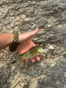 European Perch