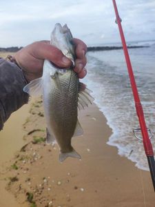 European Bass (Seabass)