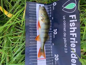 European Perch