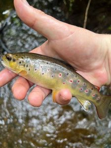 Brown Trout