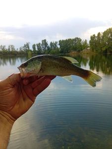 Largemouth Bass