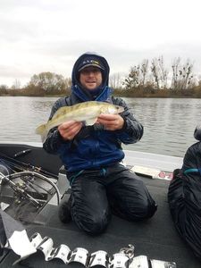 Zander