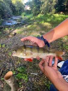 European Perch
