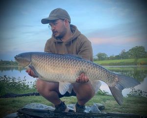 Grass Carp