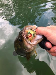 Largemouth Bass