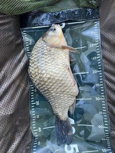 Crucian Carp