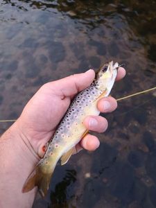 Brown Trout