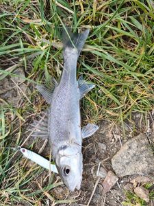 European Bass (Seabass)