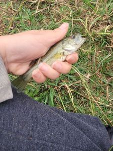 Smallmouth Bass