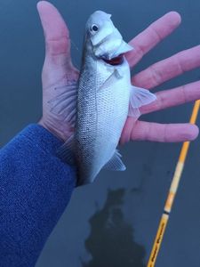 European Bass (Seabass)