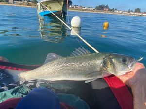 European Bass (Seabass)
