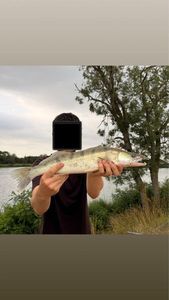 Zander