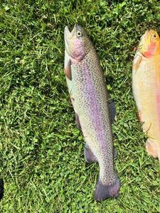 Rainbow Trout