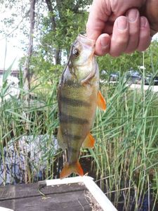 European Perch