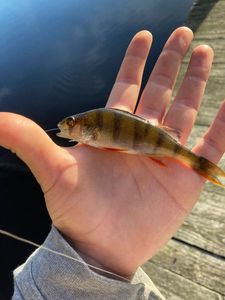 European Perch