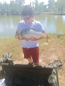 Crucian Carp