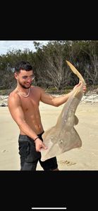 Common Guitarfish
