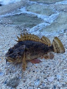 Brown Scorpionfish