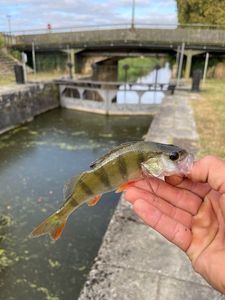 European Perch