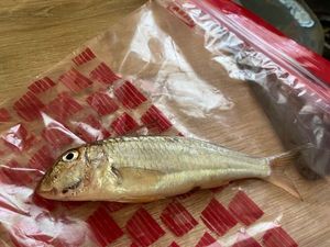 Red Mullet