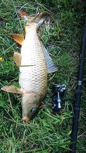 Common Carp