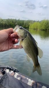 Largemouth Bass