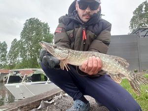 Northern Pike