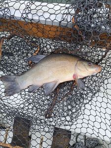 Tench