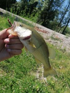 Smallmouth Bass