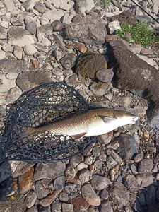Barbel