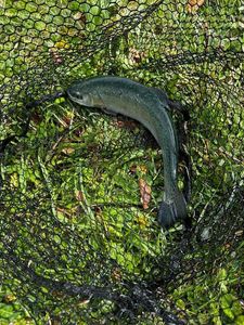 Rainbow Trout