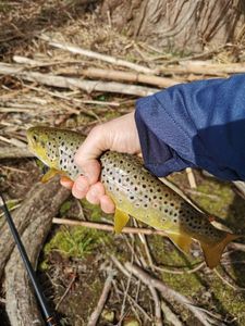 Brown Trout