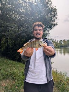 European Perch