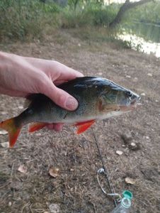 European Perch